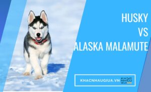 khác nhau giữa husky và alaska