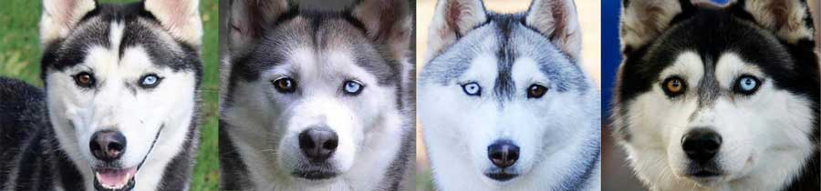 Một điểm khác biệt nữa để phân biệt Husky và Alaska Malamute là màu mắt của chúng. 