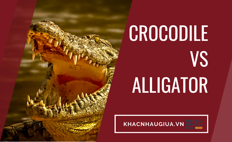 khác nhau giữa alligator và crocodile