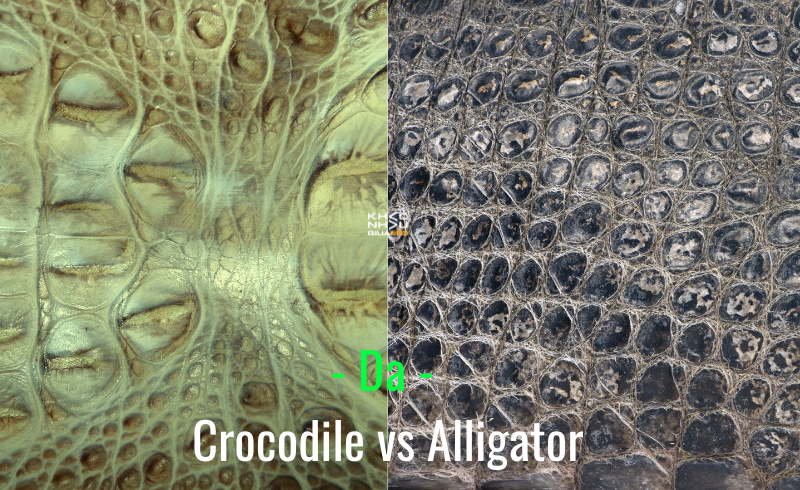 Da của alligator và crocodile