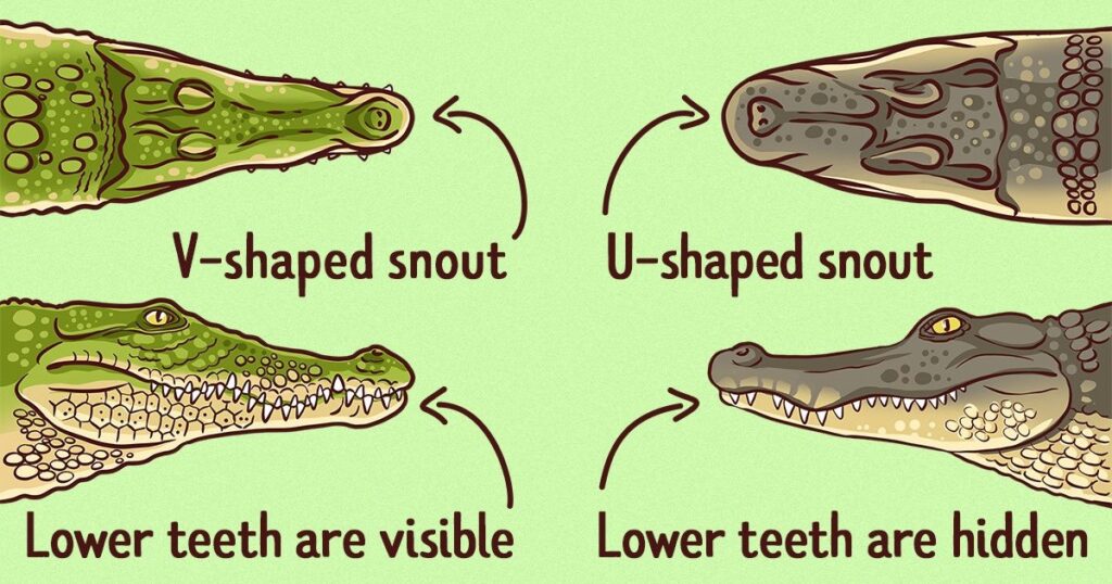 So sánh hàm và mõm của Crocodile và Alligator