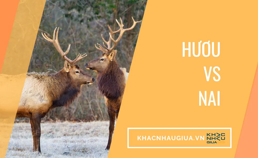 khác nhau giữa hươu và nai