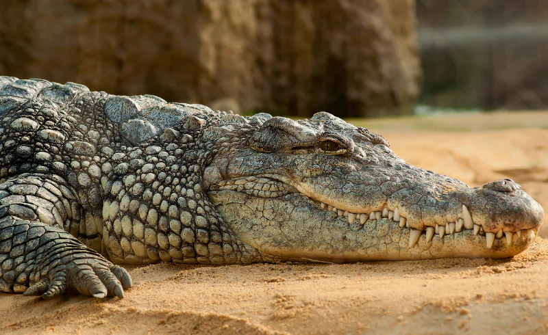 Hình ảnh một Alligator với đặc điểm dễ nhận biết là hàm răng
