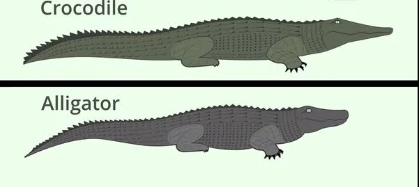 Crocodile và Alligator