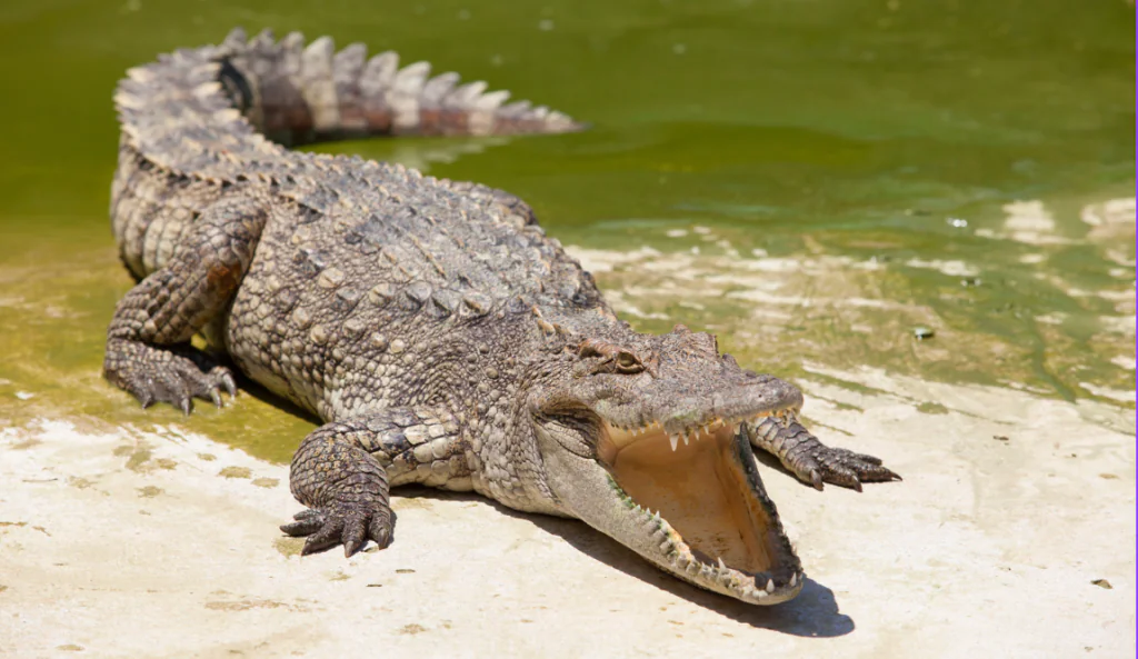 Crocodile với thân hình khá to và chắc khoẻ